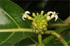 Morinda citrifolia